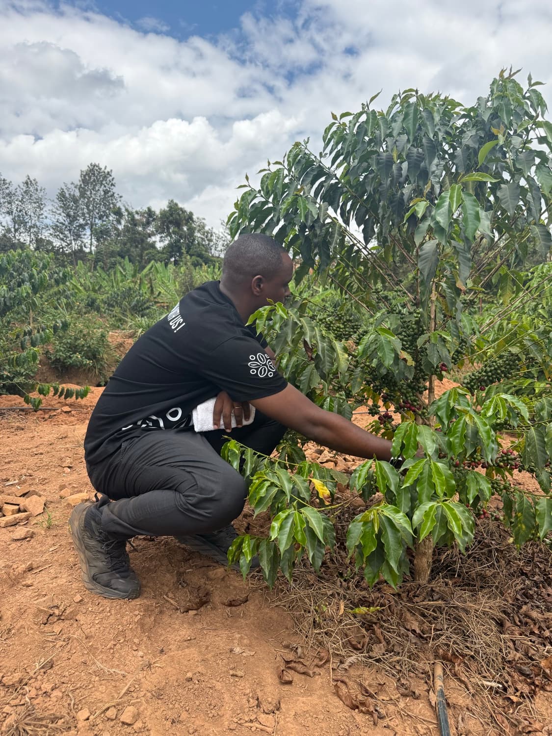 Rwanda's high-altitude coffee hills